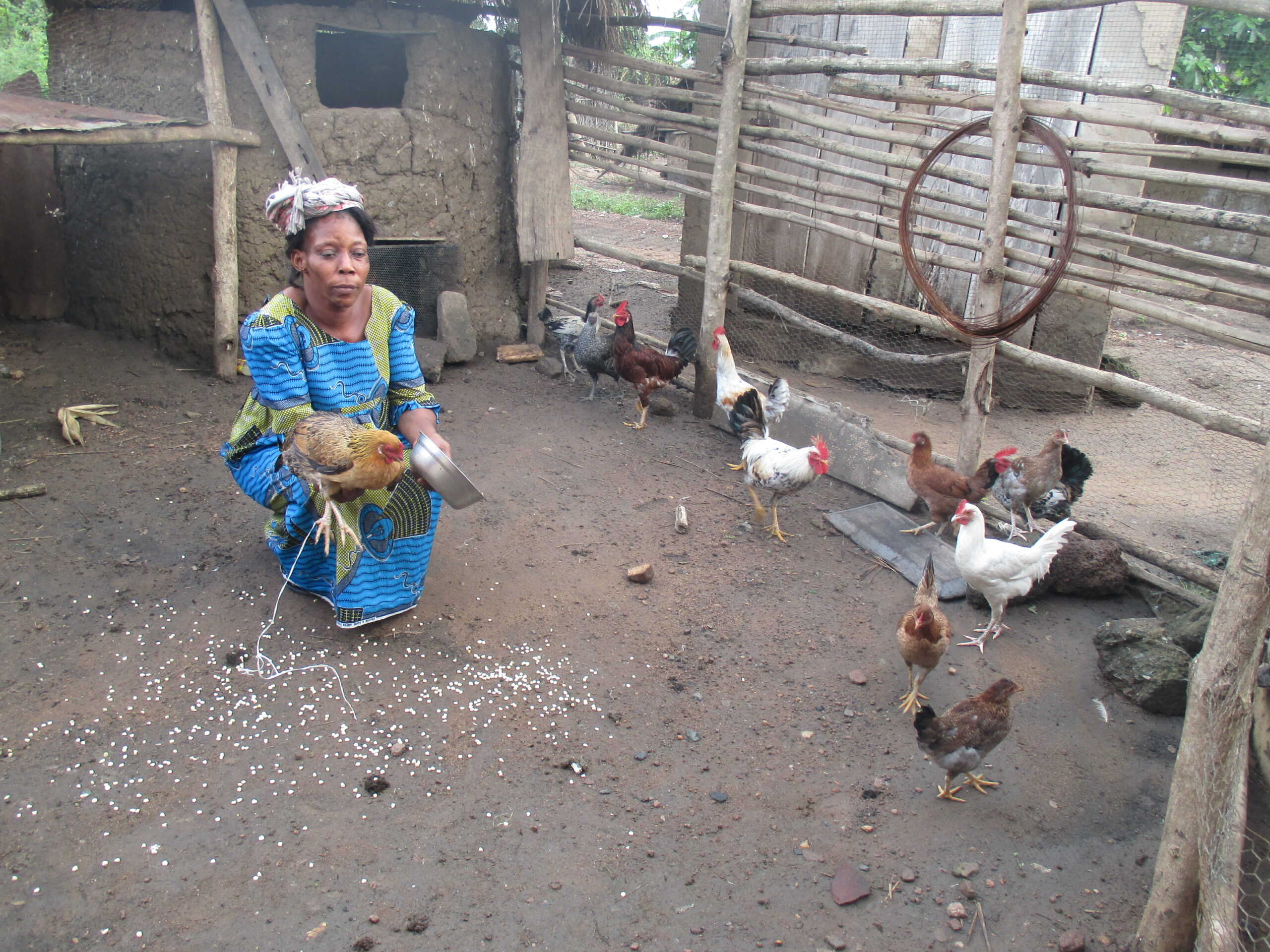 Nouvelles du projet-  « Poulailler d’or » au Togo
