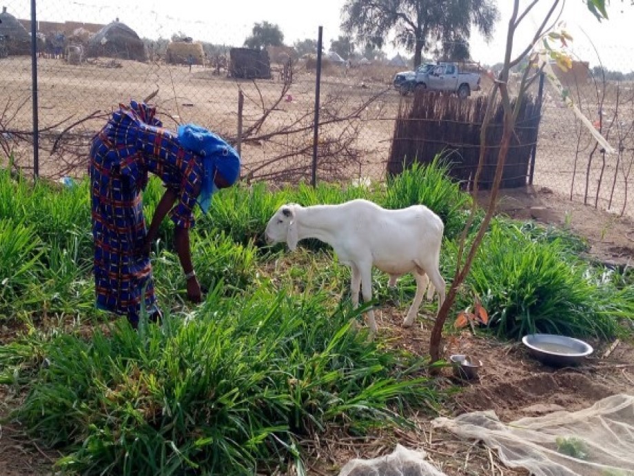 Une belle clôture de projet  au Sénégal –  CERFLA – Projet PRET à Tordione
