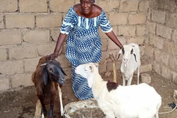 Clôture du Projet - Meckhé Ovins / Poules - Sénégal