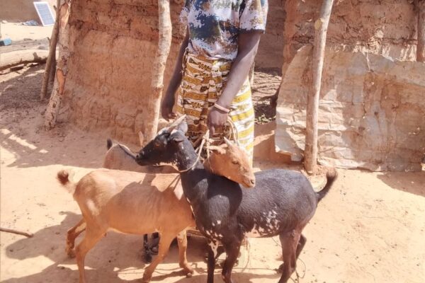 À Mafeya, les femmes avancent avec leurs chèvres