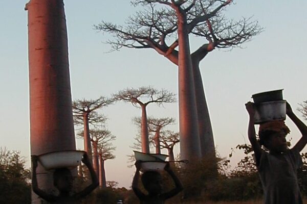  Zébuzoom – Rencontre avec Princy et Tovo à Madagascar (FEKAMA)