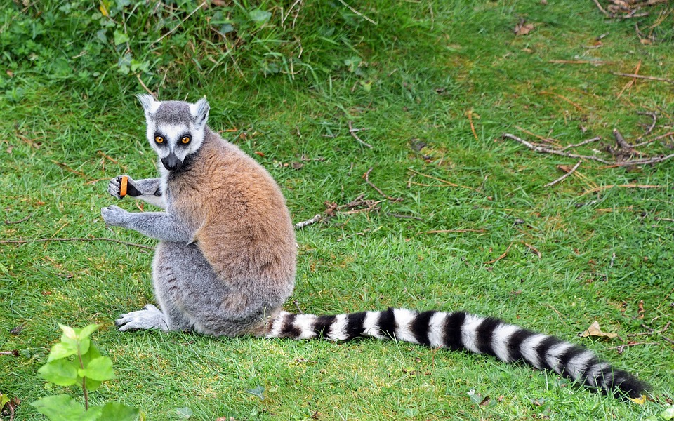 La Zebunews de septembre : Focus Madagascar – L’île rouge