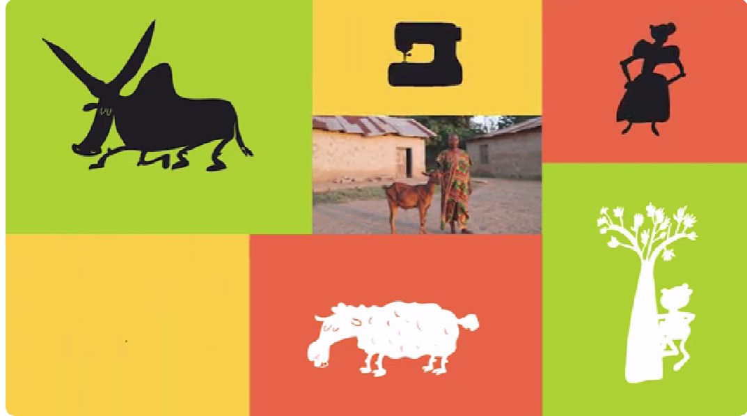 C’est l’histoire d’un zébu…